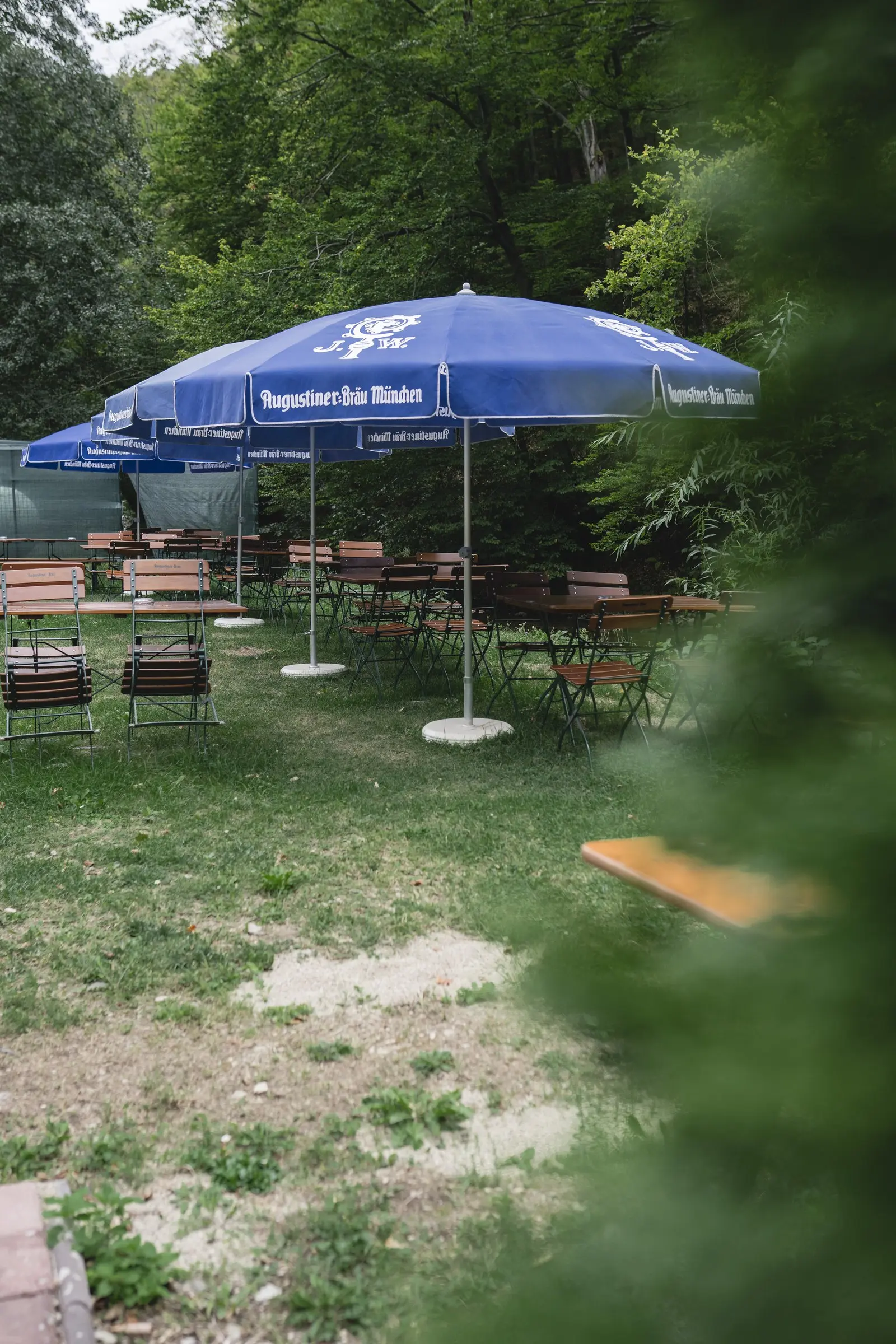 Terasa văzută printre tuia